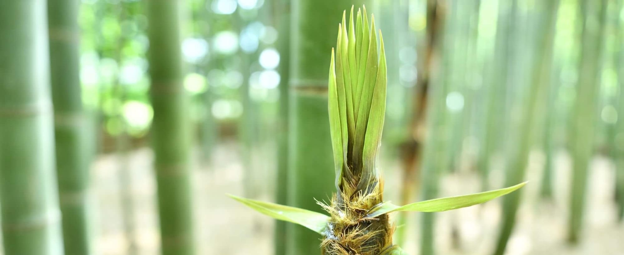 Environmental Benefits of Using Bamboo Cutting Boards