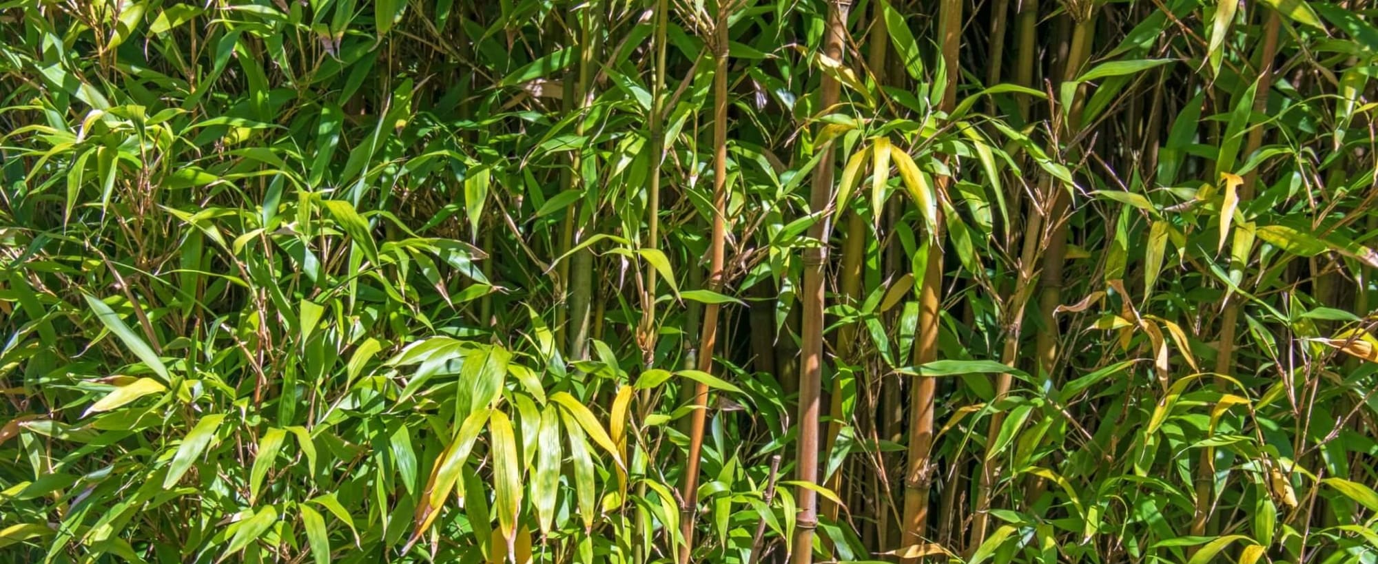 bamboo by guy-ozenne