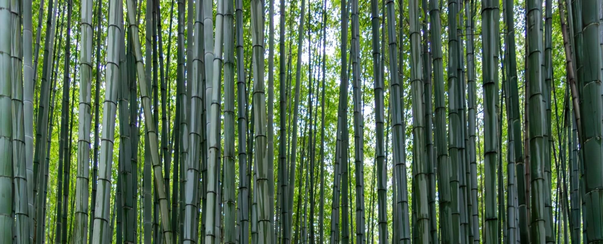 bamboo by Victor HChen
