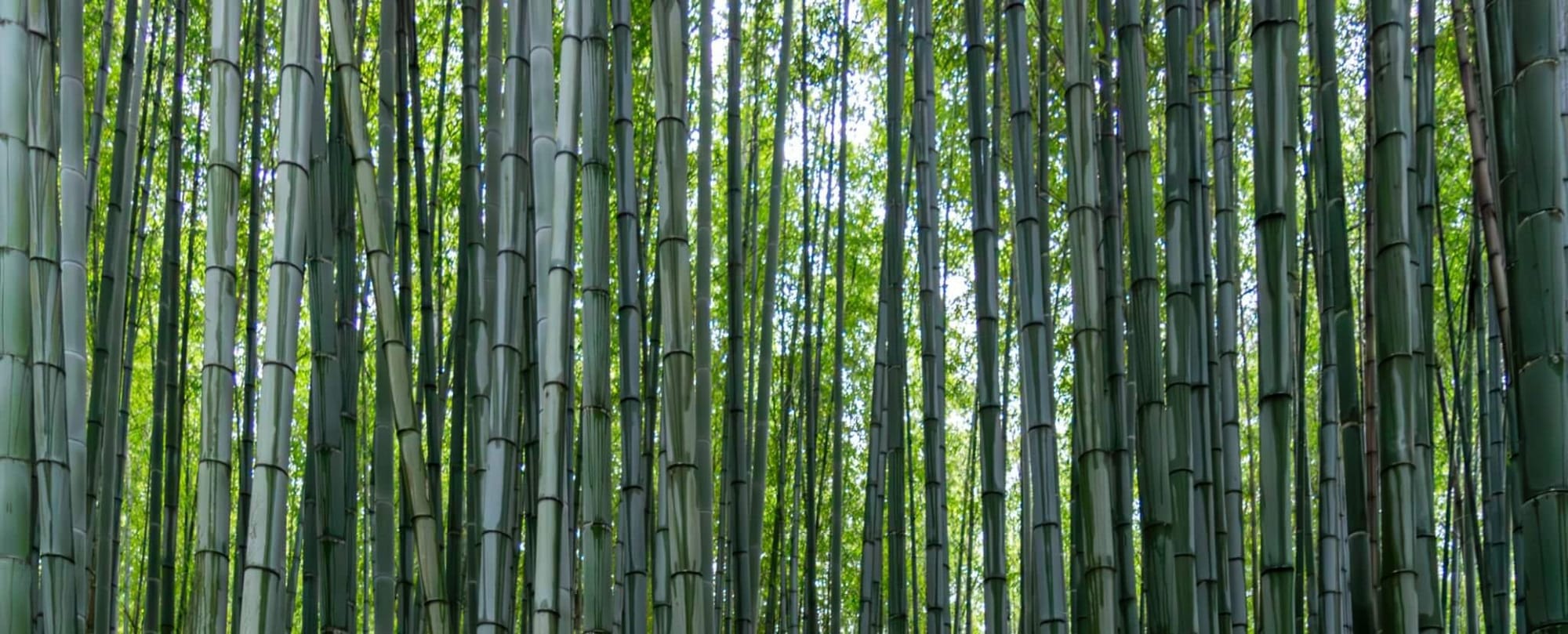 Environmental Benefits of Using Bamboo Cutting Boards