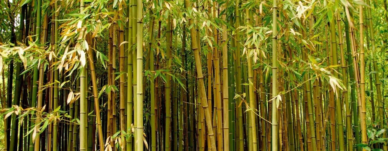 bamboo forest by Tom Van Dyck