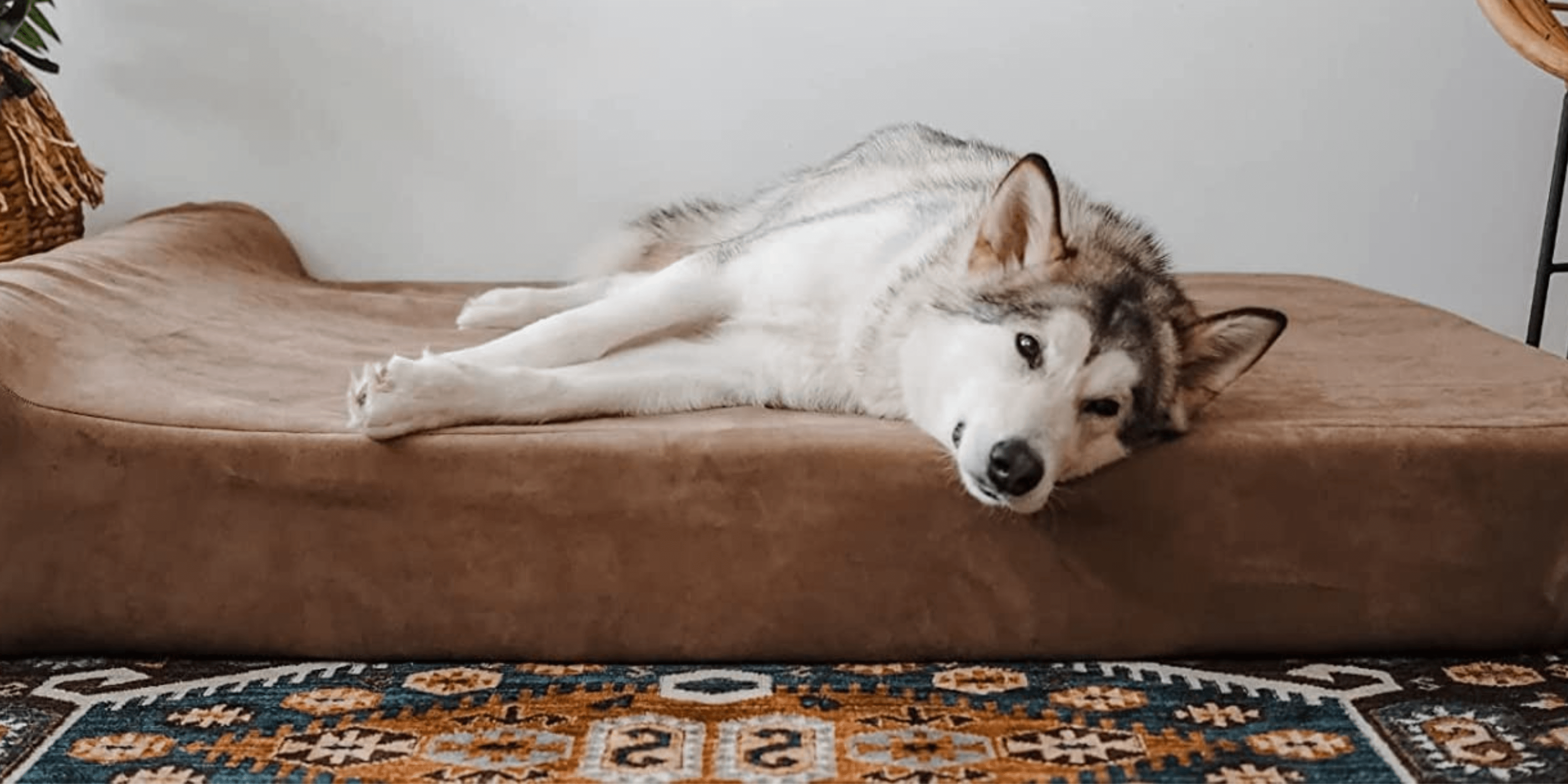 Best Dog Bed for Husky 5 Beddings for a WoofTastic Sleep